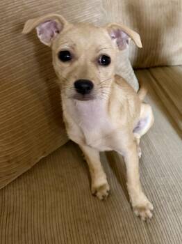 Muffin -  Chihuahua Dog for Adoption in Lakewood Village, Texas - Muffin | PetCurious