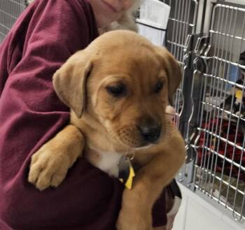 Labrador Retriever and Mixed Breed Dogs Available for Adoption - ELM | PetCurious