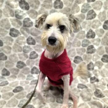 MR ED -  Terrier and Mixed Breed Dog for Adoption in Long Beach, California - MR ED | PetCurious