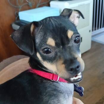 Olive -  Chihuahua and Mixed Breed Dog for Adoption in Corpus Christi, Texas - Olive | PetCurious