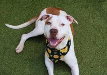 Zulu -  Mixed Breed Dog for Adoption in Athens, Georgia - Zulu | PetCurious
