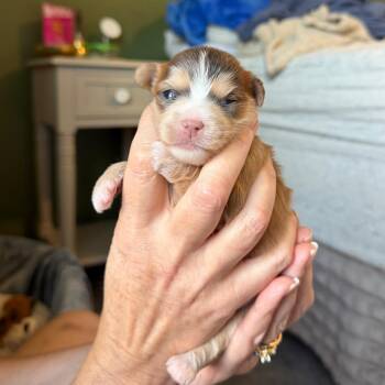 Evelyn C-34360 -  Yorkshire Terrier and Chihuahua Dog for Adoption in Oklahoma City, Oklahoma - Evelyn C-34360 | PetCurious