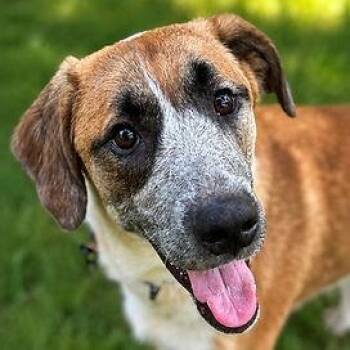 Henry -  Hound Dog for Adoption in Shinnston, West Virginia - Henry | PetCurious