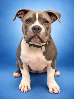 Gargon -  Fox Terrier and Mixed Breed Dog for Adoption in Bowling Green, Kentucky - Gargon | PetCurious