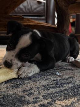 Mixed Breed Dogs Available for Adoption - Roxy | PetCurious