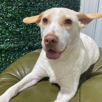 Dachshund and Labrador Retriever Dogs Available for Adoption in Grand Bay, Alabama - Boudreaux | PetCurious