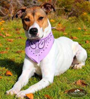 Pixie -  Mixed Breed Dog for Adoption in Grayling, Michigan - Pixie | PetCurious
