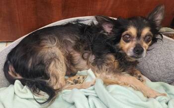 Chihuahua Dogs Available for Adoption in Wetumpka, Alabama - 260383  BamBam | PetCurious