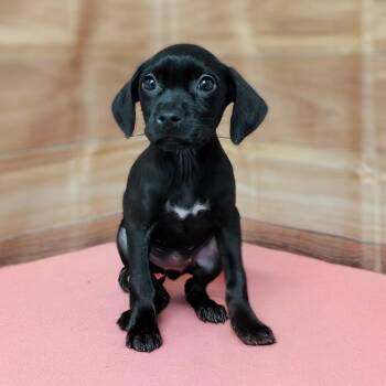 Danika -  Labrador Retriever and Hound Dog for Adoption in Griswold, Connecticut - Danika | PetCurious