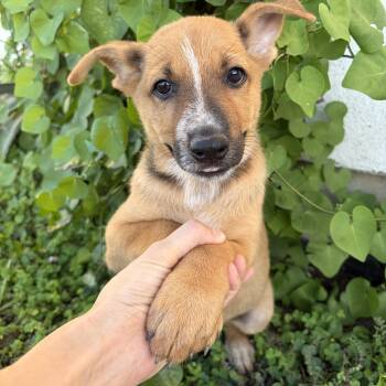 Jane -  Australian Cattle Dog Blue Heeler and German Shepherd Dog Dog for Adoption in Harlingen, Texas - Jane | PetCurious
