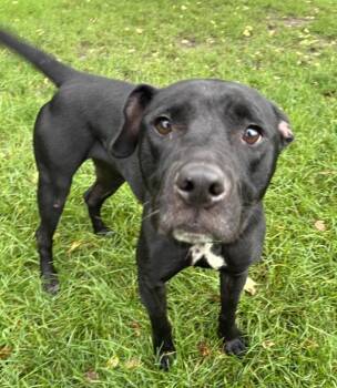 Roo -  Pit Bull Terrier and American Bulldog Dog for Adoption in Sioux City, Iowa - Roo | PetCurious