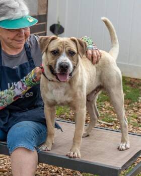 Mixed Breed Dogs Available for Adoption in Chamblee, Georgia - Rudy | PetCurious