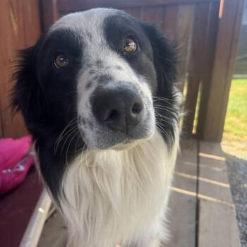 Australian Shepherd Dogs Available for Adoption in Huntsville, Alabama - Gucci | PetCurious