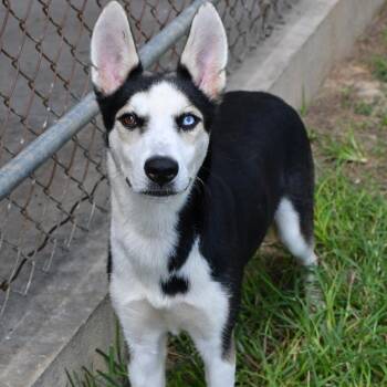 Nyx -  Husky Dog for Adoption in Beaumont, Texas - Nyx | PetCurious