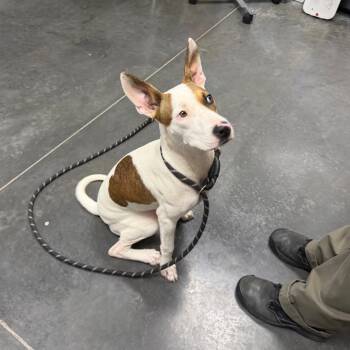 Snacks -  Mixed Breed Dog for Adoption in Dickinson, Texas - Snacks | PetCurious