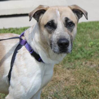 Archie -  German Shepherd Dog and Pit Bull Terrier Dog for Adoption in Champaign, Illinois - Archie | PetCurious