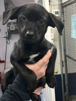 Labrador Retriever Dogs Available for Adoption - Jules 10 Weeks Ava 1/28 | PetCurious