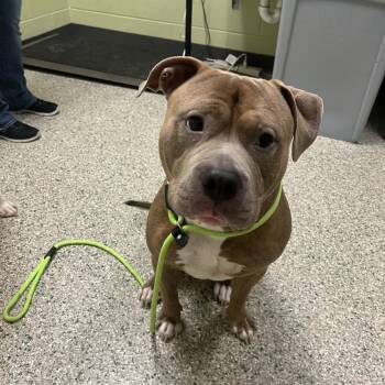 Vette -  Pit Bull Terrier Dog for Adoption in Cedar Rapids, Iowa - Vette | PetCurious