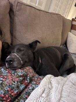 Mixed Breed Dogs Available for Adoption in Chamblee, Georgia - Rosemary- IN FOSTER | PetCurious