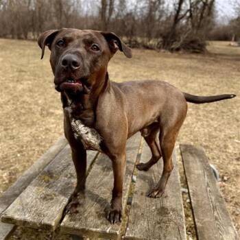 Mixed Breed Dogs Available for Adoption in Midland, Michigan - Otis Courtesy Listed | PetCurious