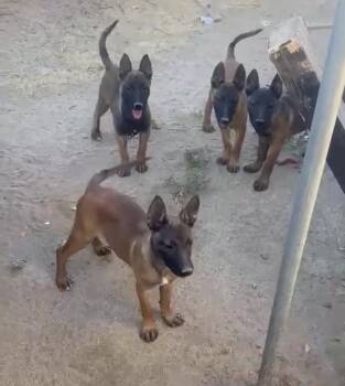 Malinois females Contact Sylva -  Belgian Shepherd Malinois Dog for Adoption in Los Angeles, California - Malinois Females Contact Sylva | PetCurious