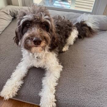 Rescue Bernedoodle Dogs for Adoption in Houston, Texas - ASTRID-WASHINGTON | PetCurious