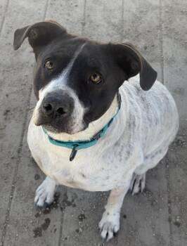Cattle Dog Dogs Available for Adoption in Incline Village, Nevada - Lilo | PetCurious