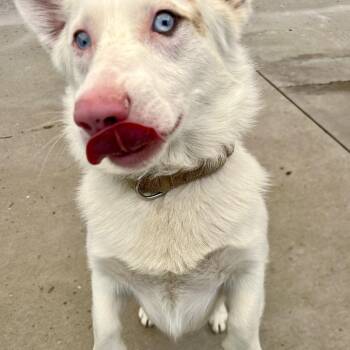 Gomez -  Australian Cattle Dog Blue Heeler and Corgi Dog for Adoption in Durango, Colorado - Gomez | PetCurious