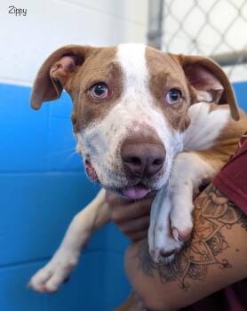 Terrier Dogs Available for Adoption in Defiance, Ohio - Mr. Bean | PetCurious
