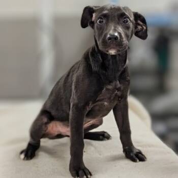 Rescue Labrador Retriever and Pit Bull Terrier Dogs for Adoption in Griswold, Connecticut - Miguel | PetCurious