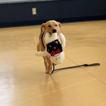 Retriever Dogs Available for Adoption in Lynchburg, Virginia - Sharpie | PetCurious