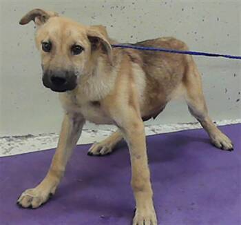 German Shepherd Dog and Mixed Breed Dogs Available for Adoption in Houston, Texas - A2073571 | PetCurious