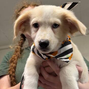 Blue -  Corgi and Border Collie Dog for Adoption in Eureka Springs, Arkansas - Blue | PetCurious