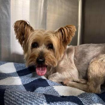 Tess Taylor -  Yorkshire Terrier Dog for Adoption in Houston, Texas - Tess Taylor | PetCurious