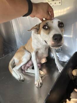 MARINA -  Mixed Breed Dog for Adoption in Dallas, Texas - MARINA | PetCurious