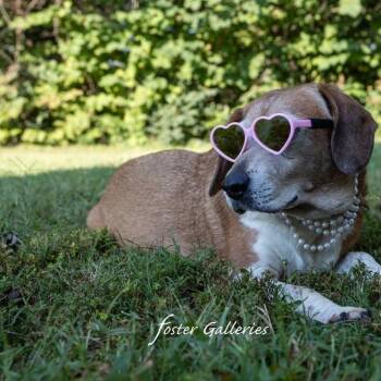 Molly -  Beagle Dog for Adoption in Spring Hill, Tennessee - Molly | PetCurious