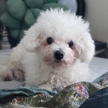 Bichon Frise Dogs Available for Adoption in Rensselaer, New York - Daisy Mae | PetCurious