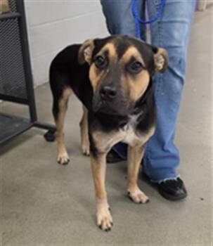 GINO -  Staffordshire Bull Terrier and Mixed Breed Dog for Adoption in Houston, Texas - GINO | PetCurious