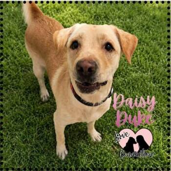 Daisy Duke -  Labrador Retriever Dog for Adoption in Gilbert, Arizona - Daisy Duke | PetCurious