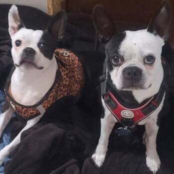 Boston Terrier Dogs Available for Adoption in Decatur, Alabama - ASTRO | PetCurious