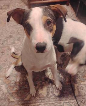 Bud -  Jack Russell Terrier and Terrier Dog for Adoption in San Antonio, Texas - Bud | PetCurious