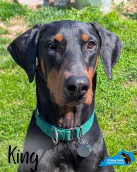 King -  Doberman Pinscher Dog Available for Adoption in Louisville, Kentucky - King | PetCurious
