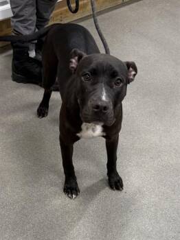 SNOH -  Pit Bull Terrier Dog for Adoption - SNOH | PetCurious