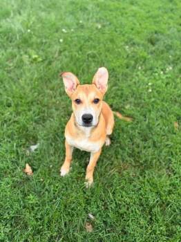 Foxxy -  German Shepherd Dog Dog for Adoption in Brownstown, Indiana - Foxxy | PetCurious