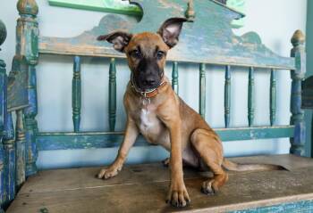 Lexi -  Shepherd and Collie Dog for Adoption in San Antonio, Texas - Lexi | PetCurious