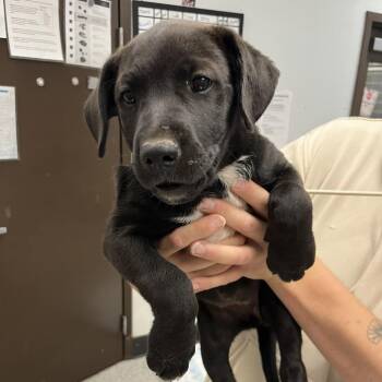 Indus -  German Shepherd Dog and Husky Dog for Adoption in Durango, Colorado - Indus | PetCurious