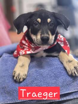 Traeger -  German Shepherd Dog Dog for Adoption in Walthill, Nebraska - Traeger | PetCurious
