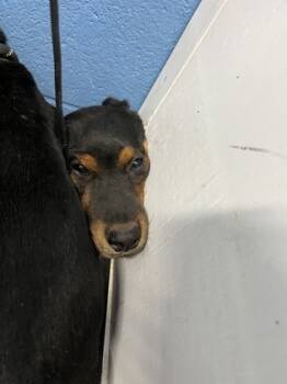 Rescue Mountain Cur and Mixed Breed Dogs for Adoption in Seneca, South Carolina - Bobby $85 | PetCurious