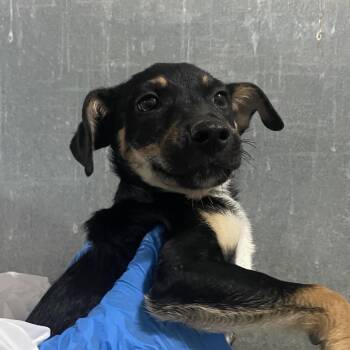 Shepherd and Terrier Dogs Available for Adoption in Edinburg, Texas - Crew | PetCurious