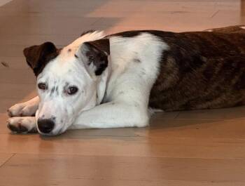 Rescue Cattle Dog Dogs for Adoption in Los Angeles, California - Meet Gorgeous Gracee - Cattle Dog Mix | PetCurious